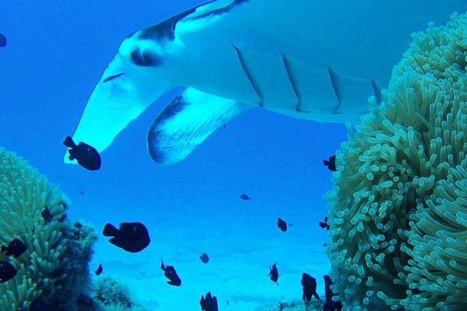 Bora Bora Private Lagoon Tours - What Simon and Iro add to the outing