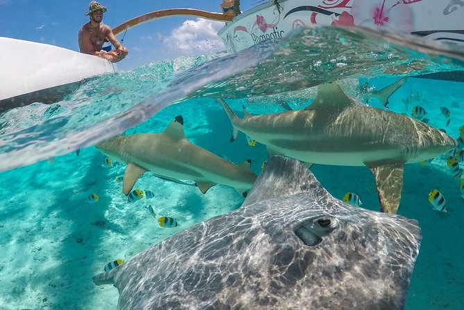 Bora Bora Snorkel Cruise by Polynesian Outrigger Canoe with BBQ Island Lunch - Key details before you book