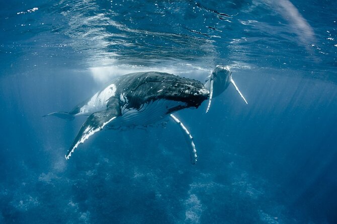 Bora Bora Whale Watching - What this Bora Bora whale-watching trip is really about