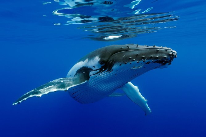 Bora Bora Whale Watching - Searching for humpbacks with a hydrophone