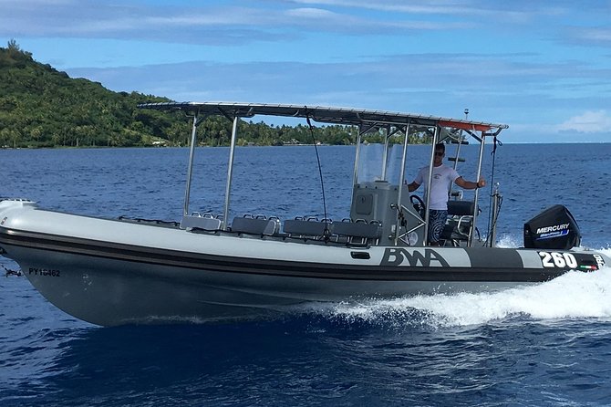 Bora Bora Whale Watching - What you might see besides whales