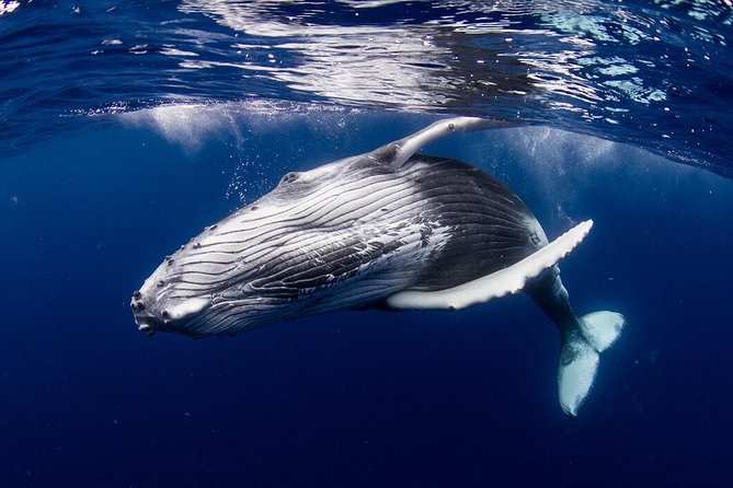 Bora Bora Whale Watching - Group size, guides, and the private-tour advantage
