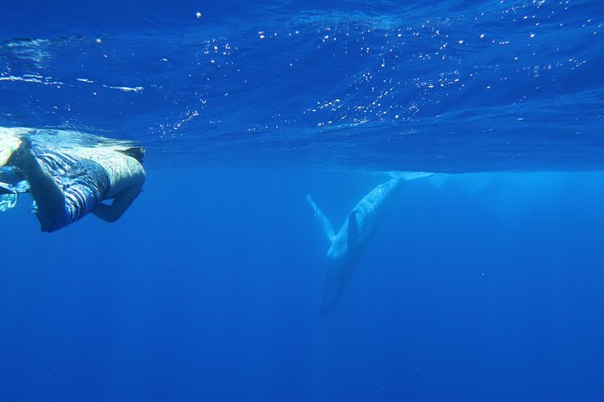 Bora Bora Whale Watching - A note about the listed itinerary