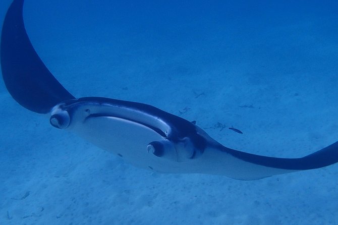 Combo Diving and Snorkeling Full Day Tour - Snorkeling keeps non-scuba companions involved
