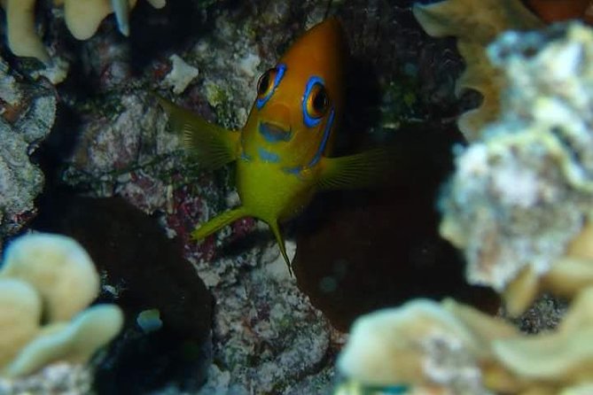 Combo Diving and Snorkeling Half-Day Tour - Why this Bora Bora combination works
