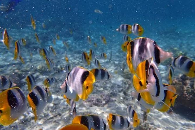 Combo Diving and Snorkeling Half-Day Tour - What David and Aimee add to the morning