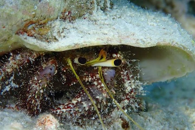Combo Diving and Snorkeling Half-Day Tour - Gear, towels, water, and the small comforts