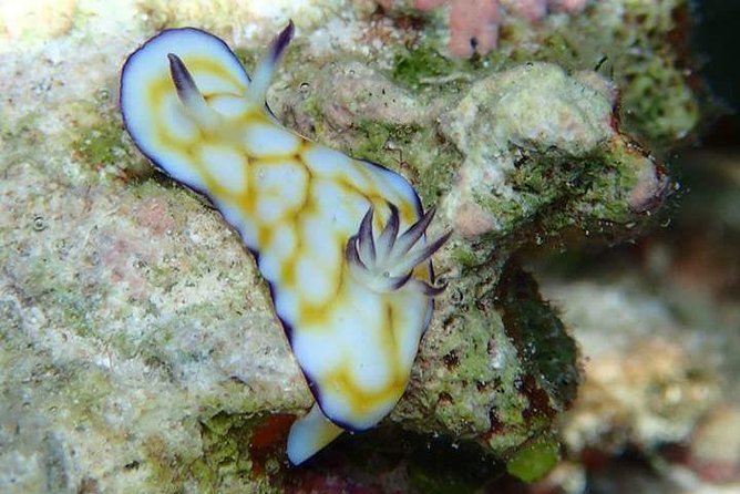 Combo Diving and Snorkeling Half-Day Tour - The real value of $950 for two