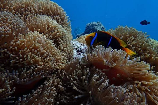 Combo Diving and Snorkeling Half-Day Tour - Who should book this private outing