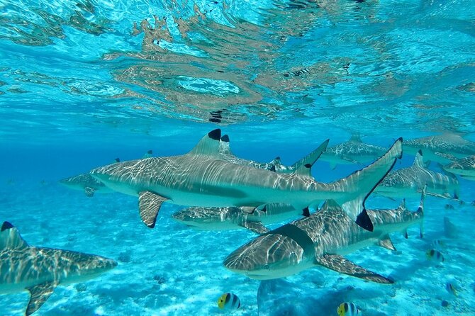Combo snorkeling + motu lunch + jet ski group tour full day - Swimming near sharks