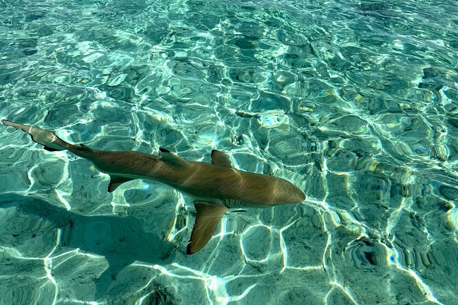 Crazy sea horse Bora Bora Comfortable boat, snorkeling and lunch - Is $200 a fair price?