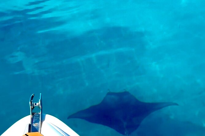 Crazy sea horse Bora Bora Comfortable boat, snorkeling and lunch - Should you book Crazy Sea Horse Bora Bora?
