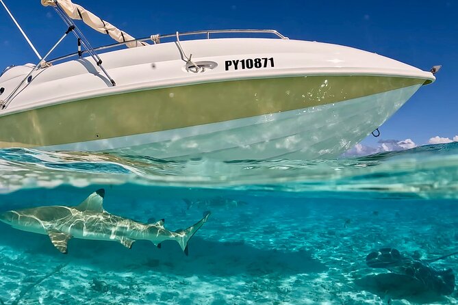 Crazyseahorseborabora Comfortable boat , sensational snorkeling . - Bora Bora’s underwater world from a smaller boat