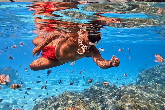 Crazyseahorseborabora Comfortable boat , sensational snorkeling . - Meeting at the main dock at 8:30 am
