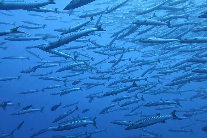 Discover the Beauty of Polynesian Waters by Boat and Snorkeling - The guide can shape the experience