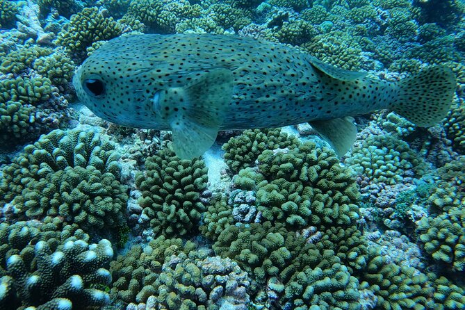 Discover the Beauty of Polynesian Waters by Boat and Snorkeling - Weather is the one serious variable