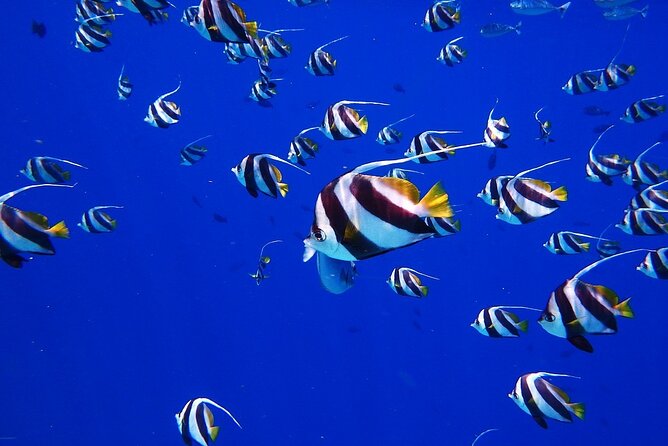 Discover the Beauty of Polynesian Waters by Boat and Snorkeling - Sapinus and the freshwater spring below