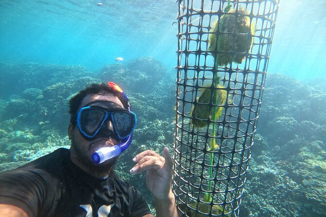 Discover the black pearl in Bora Bora - Choosing an oyster near the coral garden