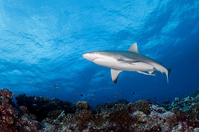 Diving day - Starting at Marina Taina at 8:00 am