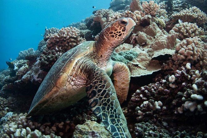 Diving day - First session: reefs, springs, and the Aquarium