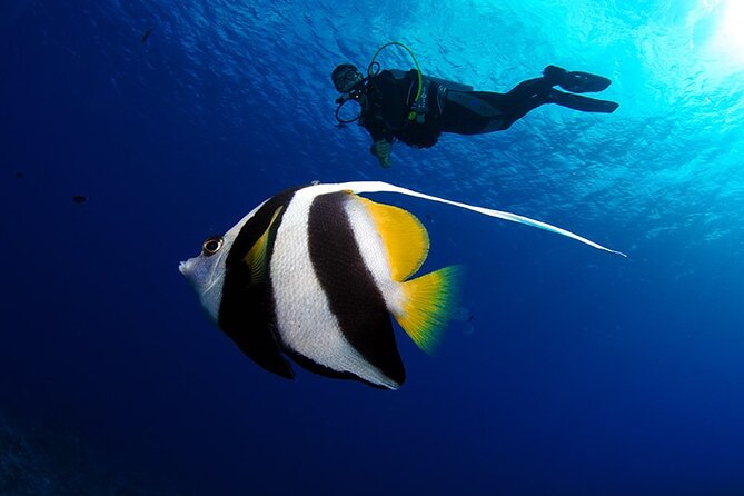 Double Diving Adventure Exploration for Certified Divers - Two underwater sessions in Tahiti’s clear water