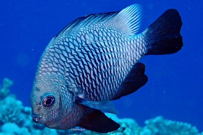 Double Diving Adventure Exploration for Certified Divers - What the crew’s reputation suggests