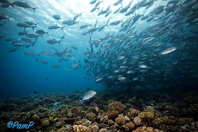 Double Diving Adventure Exploration for Certified Divers - Who will get the most from this outing