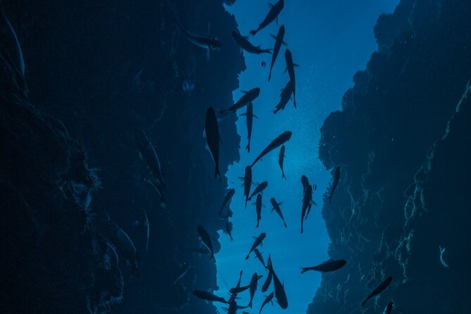 Double Diving Adventure Exploration for Certified Divers - Is $240.50 a fair price?