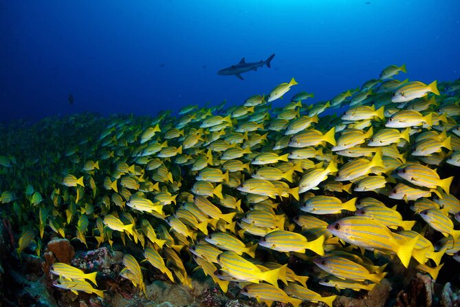 Double Diving Adventure Exploration for Certified Divers - Weather, cancellation, and timing choices