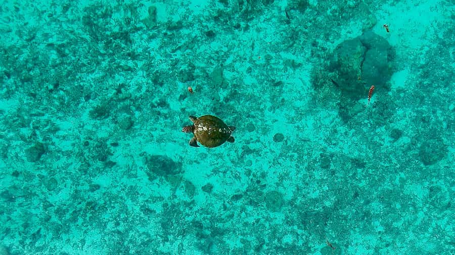 E-Board private tour of Moorea lagoon - What the two-hour schedule means for value