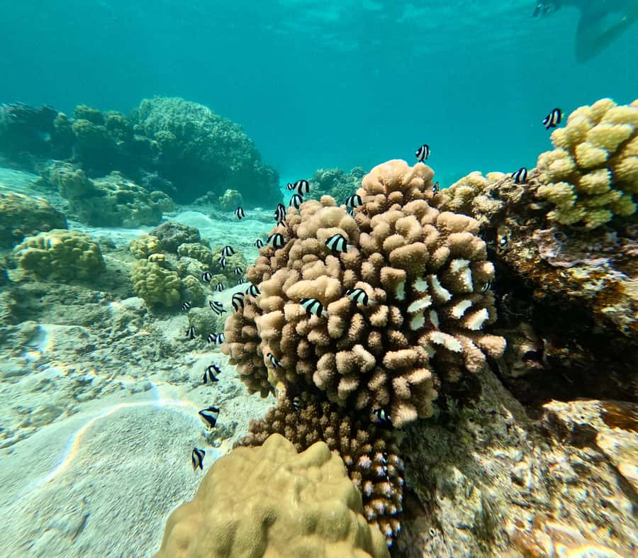 E-Board private tour of Moorea lagoon - Booking advice before you commit