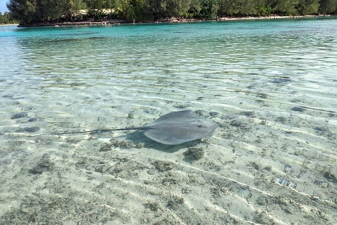 Eco guided excursion to the lagoon of Moorea in a transparent kayak Afternoon 2h - How much paddling is involved?