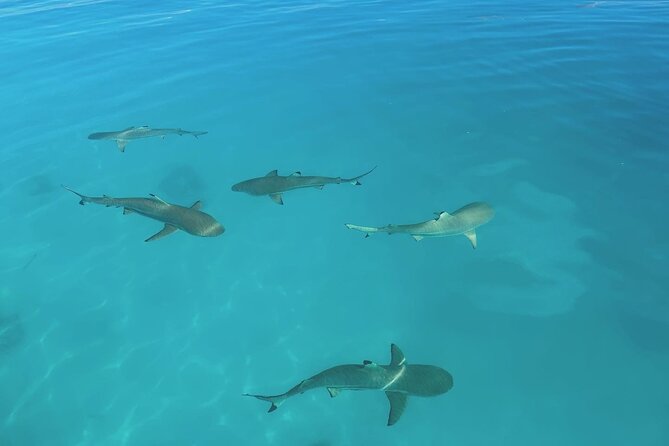 Excursion The Blue Lagoon and Reef Island - Why this full-day tour covers Rangiroa so well