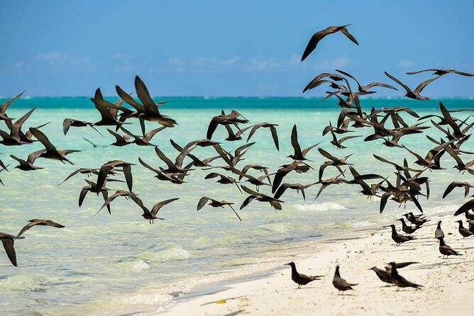 Excursion to Tetiaroa by Catamaran Visit Lunch Snorkeling - Is the $235.69 price good value?
