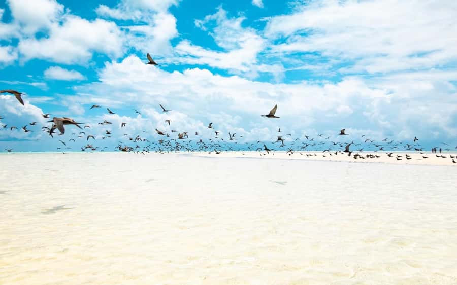From Tahiti: Tetiaroa Island Tour by Sailing Catamaran - Snorkeling along the reef