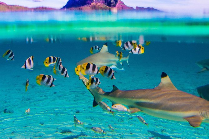 Full-Day Bora Bora Lagoon Cruise Including Snorkeling with Sharks and Stingrays - What this Bora Bora day is really about