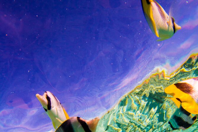 Full-Day Bora Bora Lagoon Cruise Including Snorkeling with Sharks and Stingrays - The crew makes a big difference