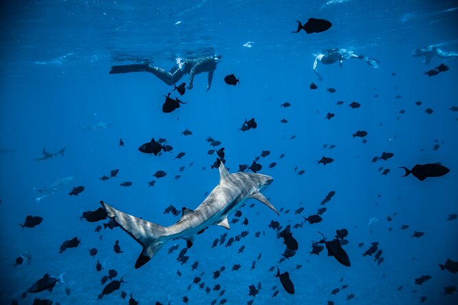 Full-Day Bora Bora Lagoon Cruise Including Snorkeling with Sharks and Stingrays - Who should book this lagoon cruise?