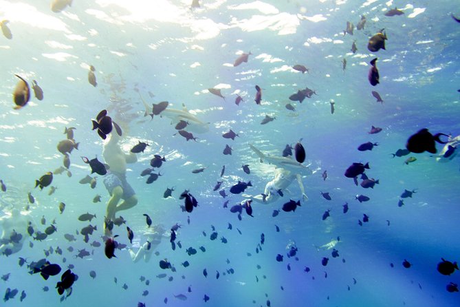 Full-Day Bora Bora Lagoon Cruise Including Snorkeling with Sharks and Stingrays - The first swims: stingrays, reef sharks, and clear lagoon water