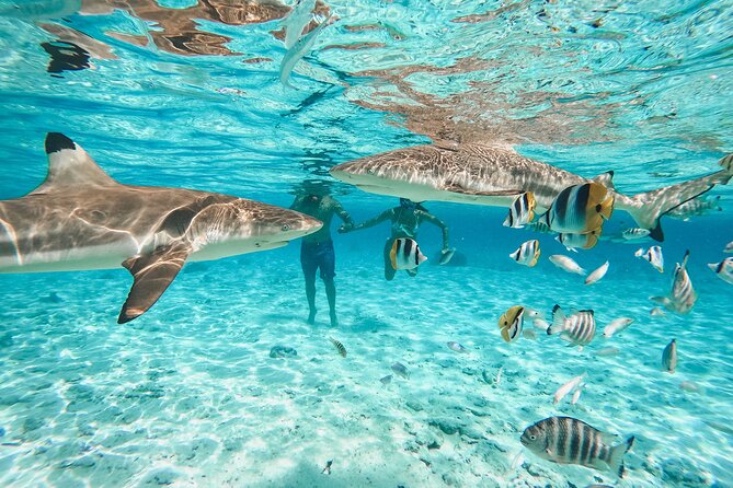 Full Day Lagoon Group Tour in Bora Bora with Lunch - Why this lagoon tour is worth your time
