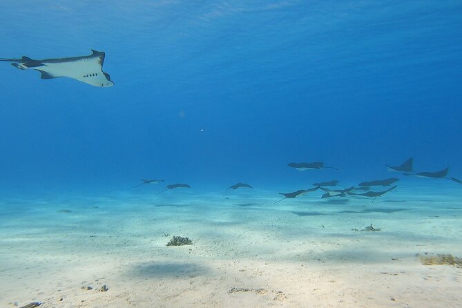 Full-day Lagoon Safari Tour with Lunch in Bora Bora - Shared tour - The coral garden rewards slow snorkeling