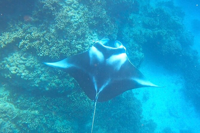 Full-day Lagoon Safari Tour with Lunch in Bora Bora - Shared tour - Manta rays are the day’s wild card