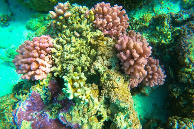 Full-day Lagoon Safari Tour with Lunch in Bora Bora - Shared tour - Timing, weather, and what to bring