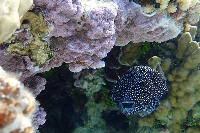 Full-Day Private Boat Tour of Bora Bora Lagoon with Snorkel - What the $1,400 price really means
