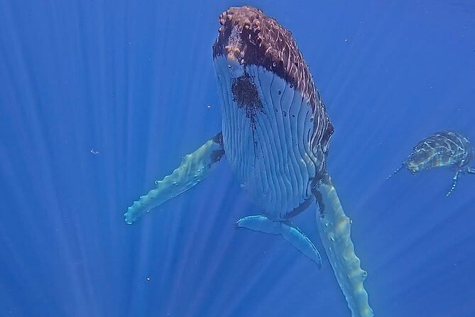Guided Small Group Whale Watching and Swim Tour Tahiti - Key points to know before booking