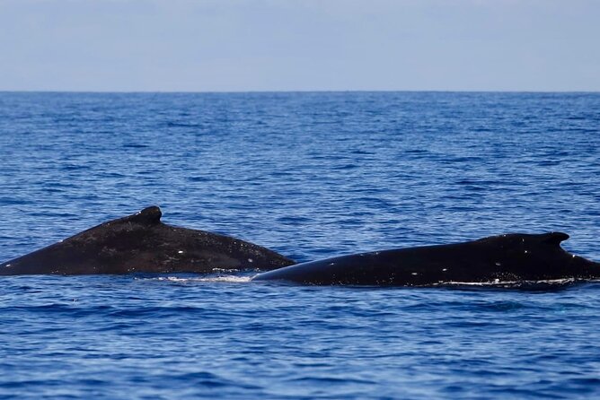 Guided Small Group Whale Watching and Swim Tour Tahiti - Searching for humpbacks from Papeete Marina