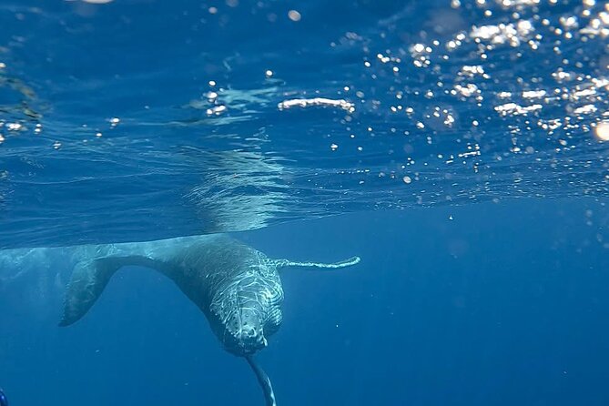 Guided Small Group Whale Watching and Swim Tour Tahiti - The lagoon backup is more than a consolation prize