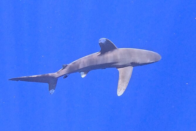 Guided Small Group Whale Watching and Swim Tour Tahiti - Why the six-person format matters