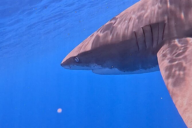 Guided Small Group Whale Watching and Swim Tour Tahiti - Is $238.07 a fair price?