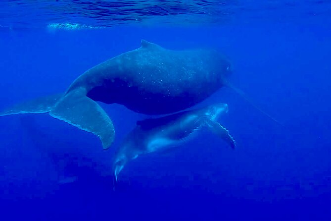 Guided Small Group Whale Watching and Swim Tour Tahiti - Who will get the most from this tour